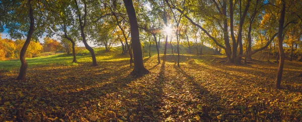 朝の太陽と秋の森 — ストック写真