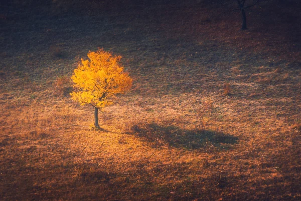 美丽的孤独黄色树 — 图库照片