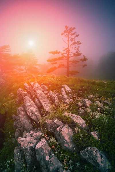 Heller nebliger Morgen — Stockfoto