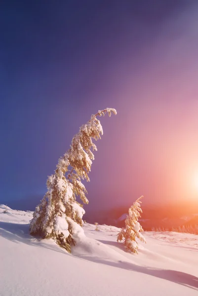 Árboles cubiertos de nieve fresca — Foto de Stock