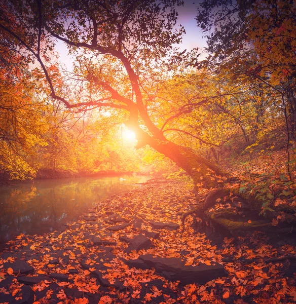 川の上のマップル古木と秋の森 — ストック写真