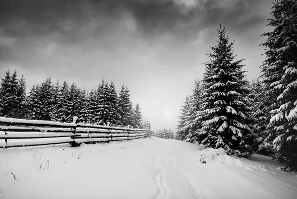 Majestatyczny Podkarpacie Wschodu. Monochromatyczny — Zdjęcie stockowe