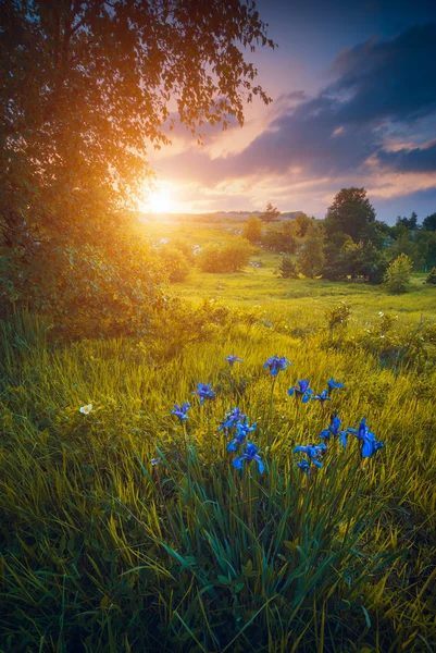 Tal mit irischen Blumen im Gras — Stockfoto