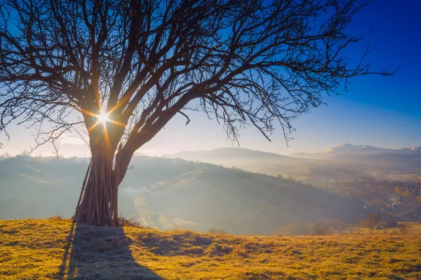 Árbol grande en una colina verde — Foto de Stock