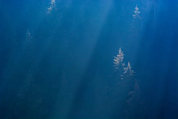 Colina da floresta coberta com nevoeiro azul — Fotografia de Stock