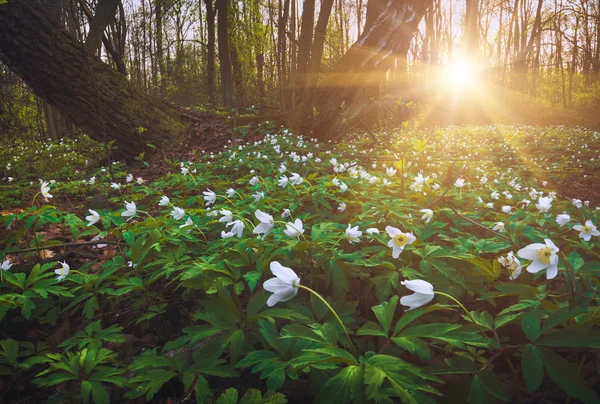 Adonis květiny ve světle zapadajícího slunce — Stock fotografie