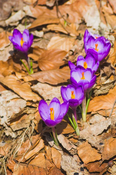 Famiglia dei fiori di cocco — Foto Stock