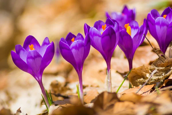 Flores de primavera de azafrán — Foto de Stock