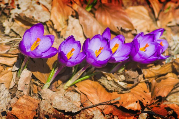 Famiglia di croco viola — Foto Stock