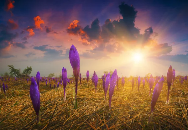 Krokusse nach dem Regen — Stockfoto