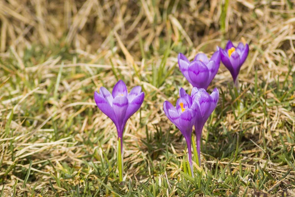 Flores púrpuras en una hierba — Foto de Stock