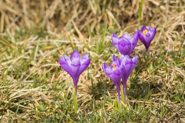 Flores roxas em uma grama — Fotografia de Stock