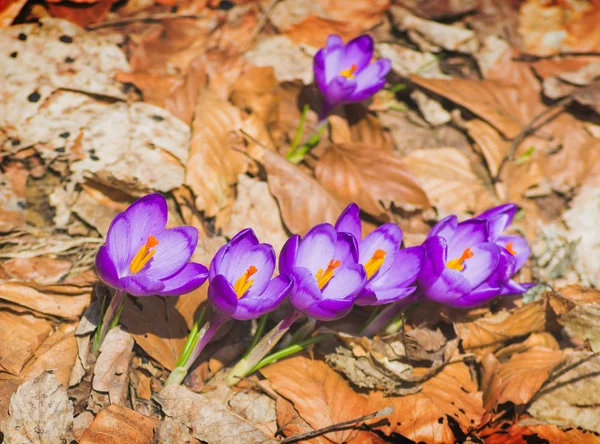 Familia de flores de cocodrilo. Primavera — Foto de Stock