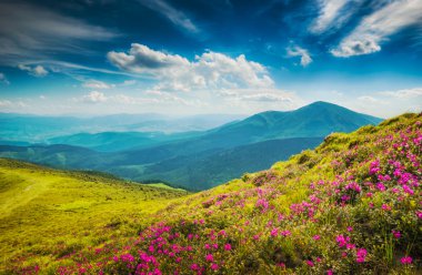 Hills, covered with rododendron flowers clipart