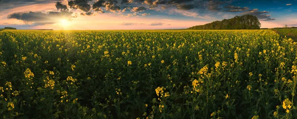 Colorido atardecer en un campo de canola. Pano —  Fotos de Stock