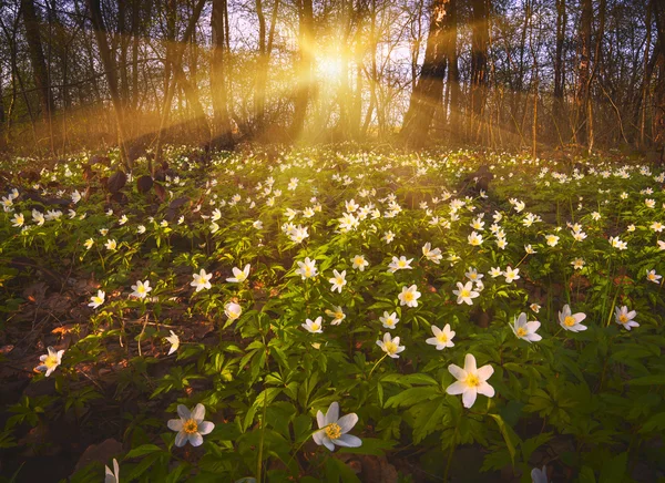 Luční květy bílá Sasanka — Stock fotografie