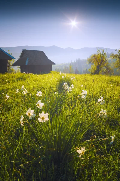 Белый нарцисс в траве — стоковое фото