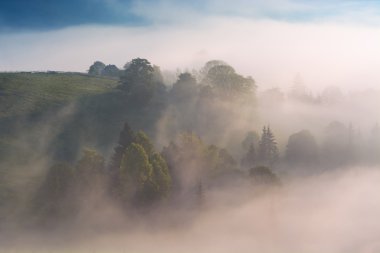 Misty Carpathian hills