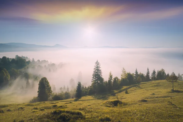 Magic misty morning — Stock Photo, Image