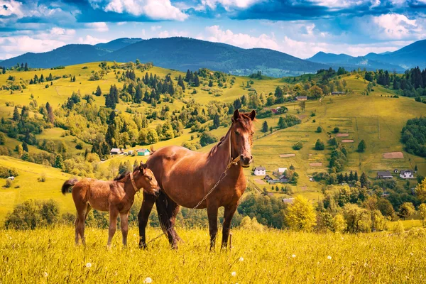 Pferd mit kleinem Fohlen auf der Weide — Stockfoto