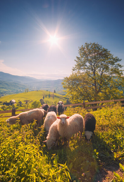 Herd of sheep grazing in a pasture