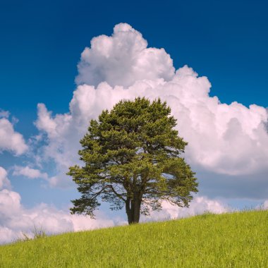 Yalnız çam ağacı bir tepe üzerinde