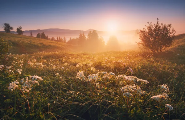 Gyllene Karpaterna morgon — Stockfoto