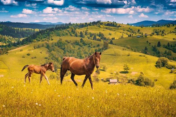 Paard met haar kleine veulen grazen op een weide — Stockfoto