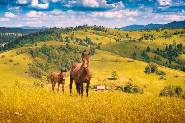 Paard met weinig veulen in een bergdal — Stockfoto