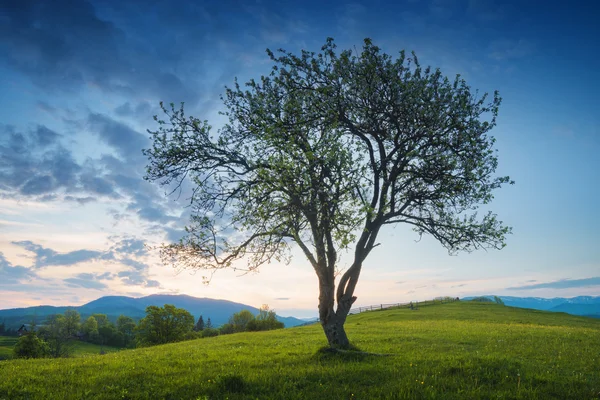 Alone in a valley — Stock Photo, Image