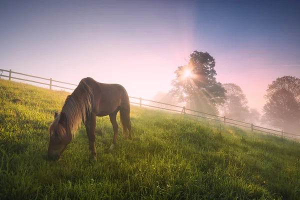 Vroege ochtend ontbijt — Stockfoto