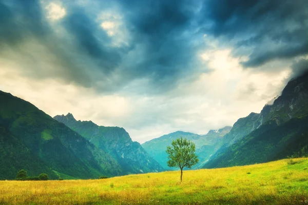 Одинокое дерево в горной долине — стоковое фото