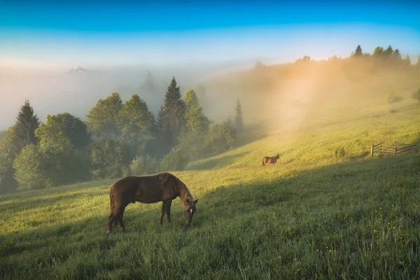Paard op een weide — Stockfoto