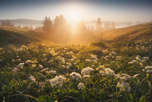 Tal im Sonnenlicht — Stockfoto