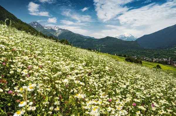 Beaucoup de belles fleurs de marguerite sur une colline verte — Photo