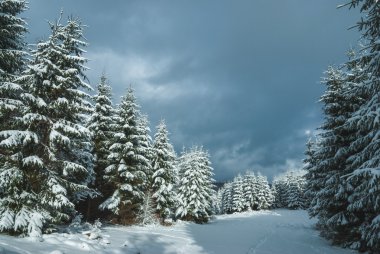 Karpat dağ Ladin ormanı