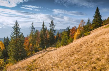 Karpatlar 'ın parlak sonbahar renklerinde dağ vadisi. Görkemli düşüş.