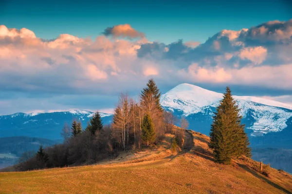 Carpathian Sunset Landscape Distant Snowy Mountain Fir Trees Hill Wild — Stock Photo, Image