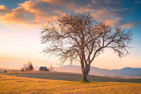 Pembe Sabah Bulutlarının Altındaki Yeşil Tepede Yalnız Bir Ağaç Karpat — Stok fotoğraf