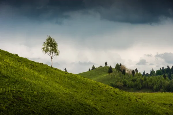 Carpathian dramatic landscape with lonely tree on a hill. Wild nature of ukrainian Carpathians.