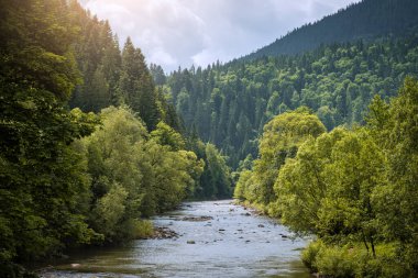 Sabah güneşinde Karpatlar 'ın dağ nehri. Ukrayna 'nın vahşi doğası.