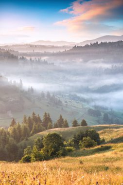 Mavi sabah sisi ile kaplı yuvarlanan alp tepeleri. Güzel, huzurlu bir manzara. Karpatlar, Ukrayna, Avrupa