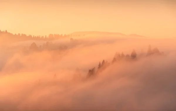 Goldener Morgennebel Bedeckte Das Alpine Gebirgstal Frühen Morgen Szene Schönheit — Stockfoto