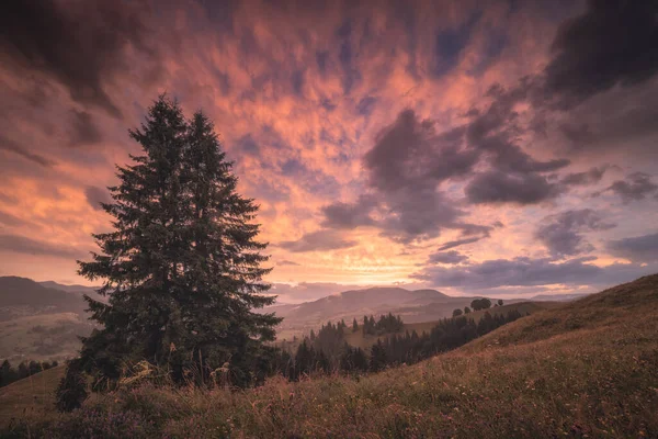 Superbe Coucher Soleil Avec Des Nuages Rouges Dans Ciel Sapin — Photo