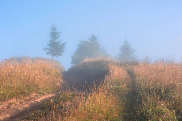 Trees Hill Deep Morning Fog Beautiful Idyllic Landscape Carpathians Ukraine — Stock Photo, Image