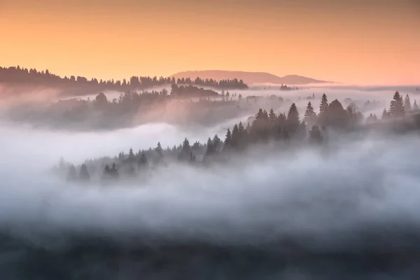 黄金の日の出の光の中で霧に覆われた高山の谷の眺め 早朝のシーン 美しさ霧の画像 素晴らしい風景です カルパティア人 ウクライナ — ストック写真