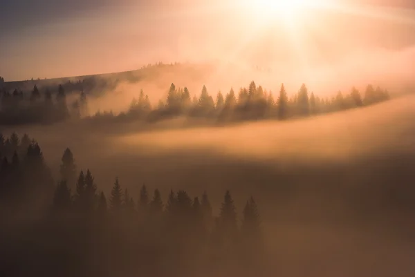 The gold light of sunrise — Stock Photo, Image