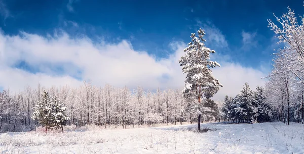 Bellissimo paesaggio invernale 1 — Foto Stock