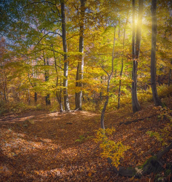 Carpathian autumn forest — Stock Photo, Image