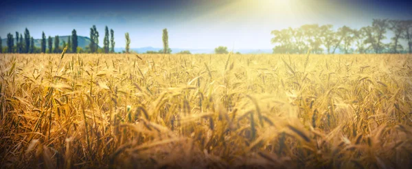 Helles Mittagslicht — Stockfoto